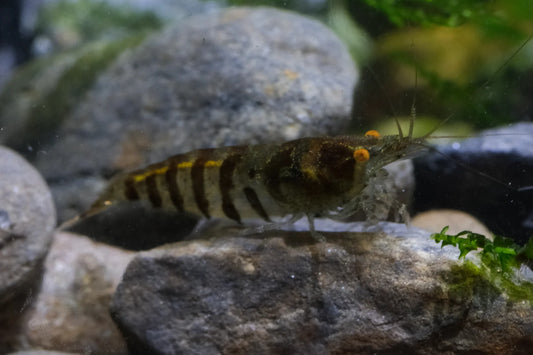 BUY IT NOW - Orange Eye Zebra Babaulti Caridina