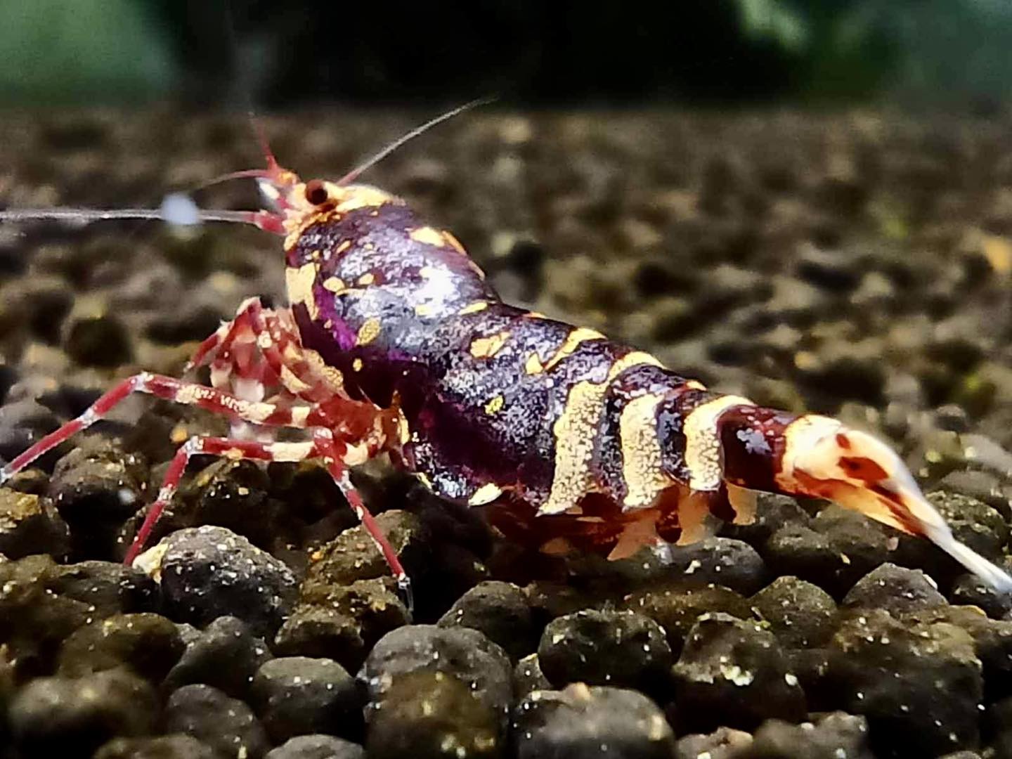 PRESALE - Red Metallic