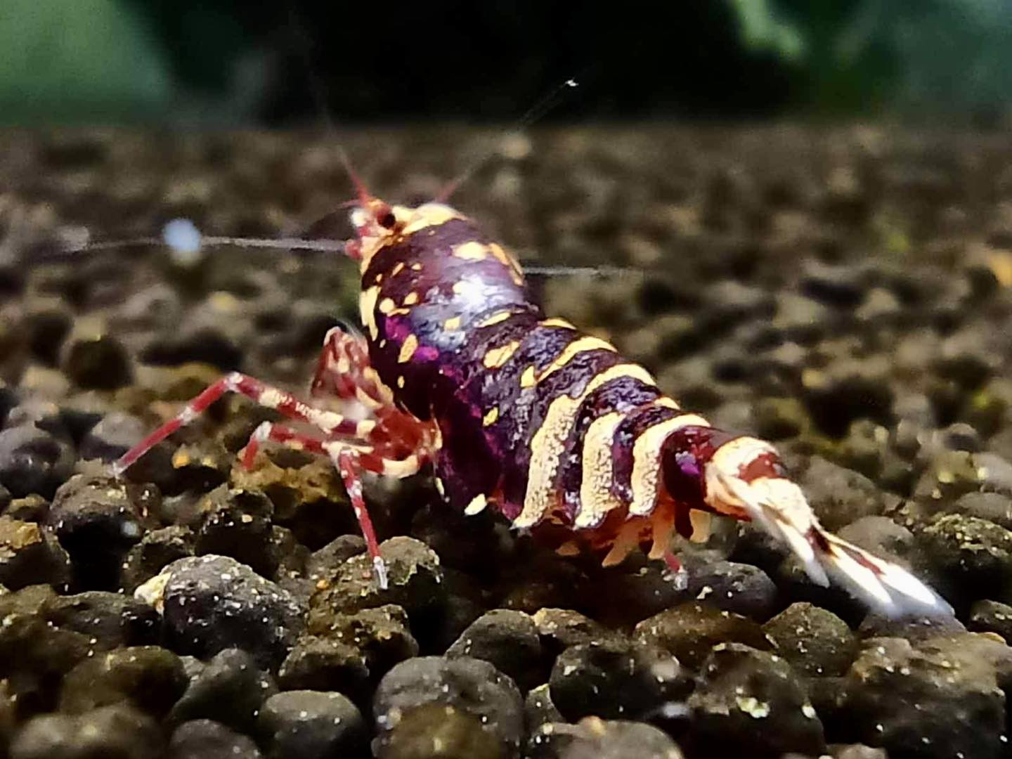 PRESALE - Red Metallic