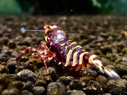 PRESALE - Red Metallic