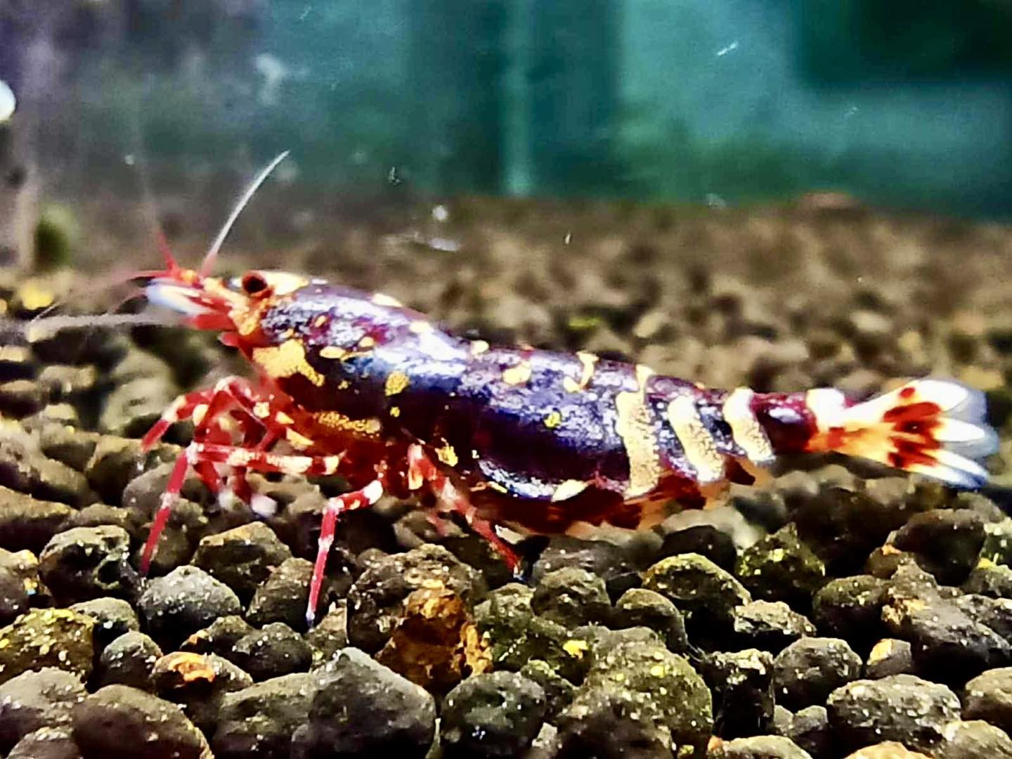 PRESALE - Red Metallic