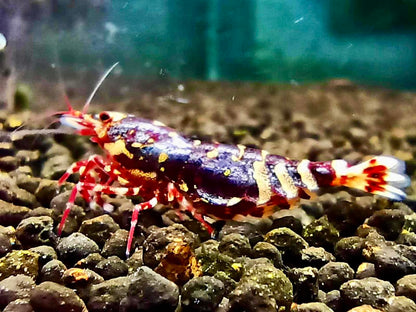 PRESALE - Red Metallic