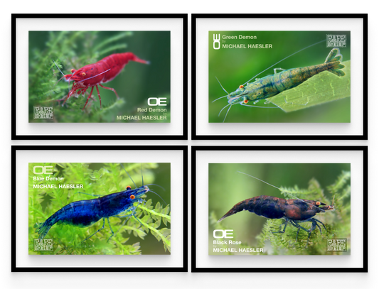 Orange Eye Neocaridina Full Collection