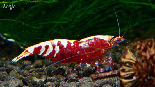 Presale - Red Hybrid with OE & Metallic Nanashi Genetics (10 pack)