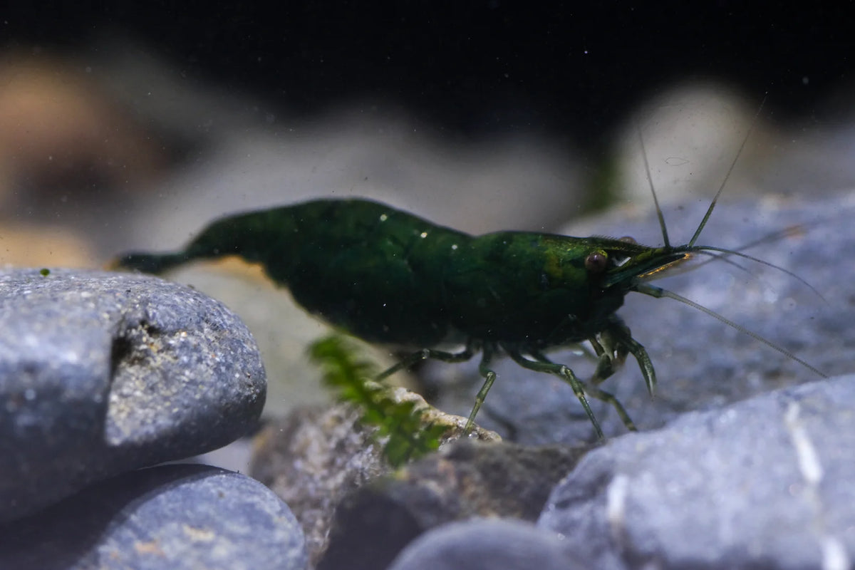 BUY IT NOW - Green Emerald Neocaridina
