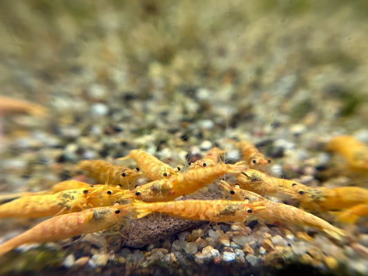 BUY IT NOW - Calico Neocaridina