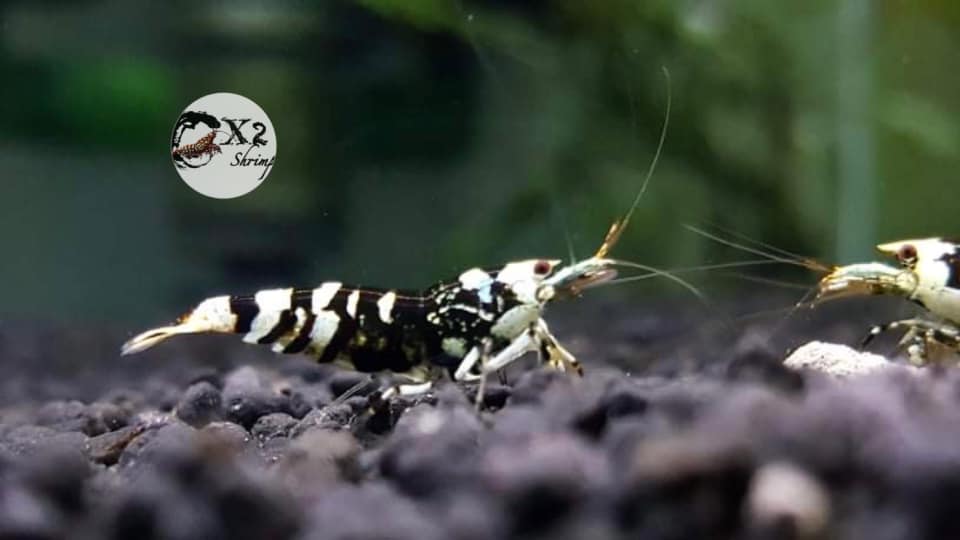 BUY IT NOW - Black Fancy Tiger