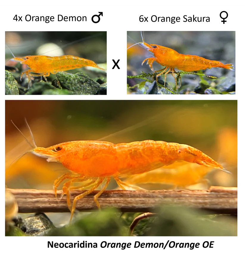 Presale - DIY Breeding Kit - OE Orange Demon Neocaridina