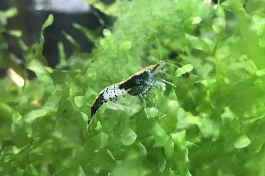 BUY IT NOW - Carbon Rili / Black Rili Neocaridina
