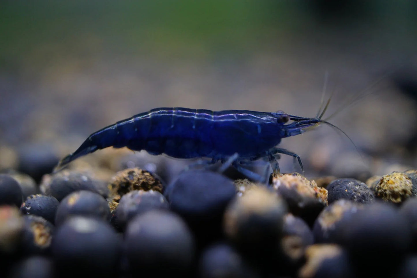 BUY IT NOW - Blue Sapphire (Diamond) Neocaridina