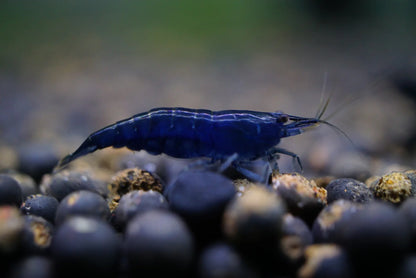 BUY IT NOW - Blue Sapphire (Diamond) Neocaridina