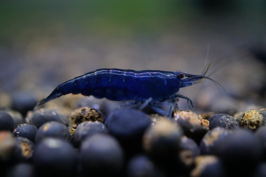 BUY IT NOW - Blue Sapphire (Diamond) Neocaridina