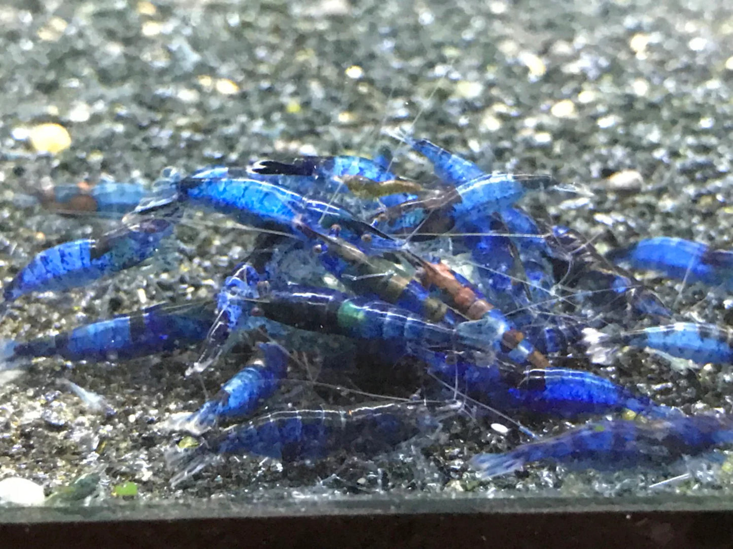 BUY IT NOW - Blue Carbon Rili Neocaridina