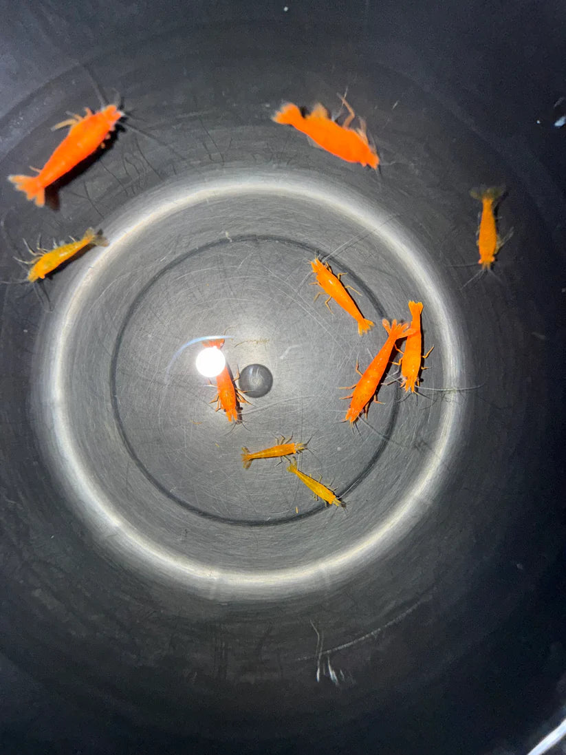 Presale - DIY Breeding Kit - OE Orange Demon Neocaridina