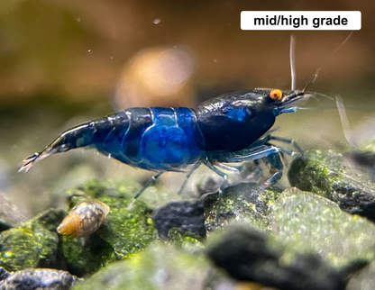 The Original OE Neocaridina Blue Dream