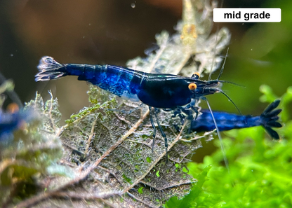 The Original OE Neocaridina Blue Dream