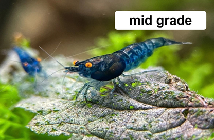 The Original OE Neocaridina Blue Dream