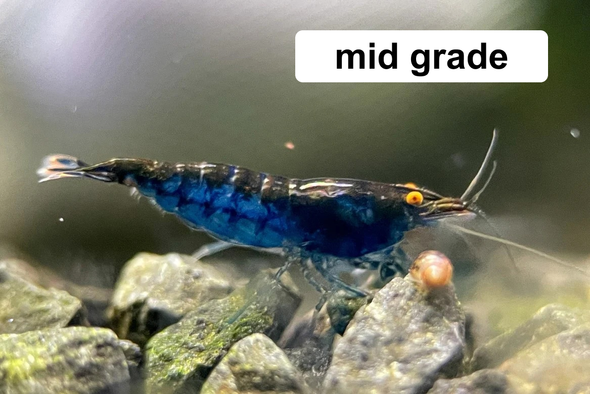 The Original OE Neocaridina Blue Dream