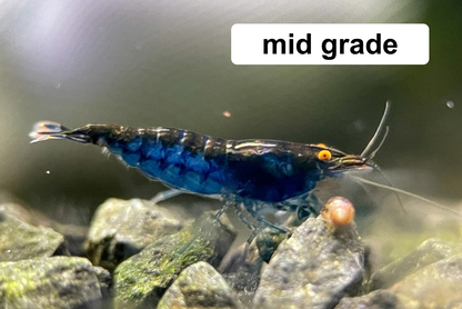 The Original OE Neocaridina Blue Dream