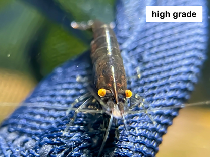 The Original OE Neocaridina OE Black Rose