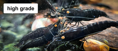 The Original OE Neocaridina OE Black Rose