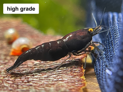 The Original OE Neocaridina OE Black Rose