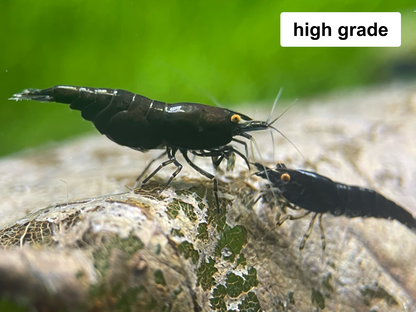 The Original OE Neocaridina OE Black Rose