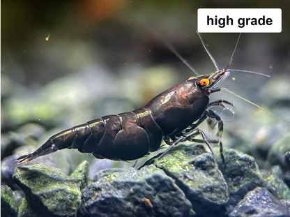 The Original OE Neocaridina OE Black Rose