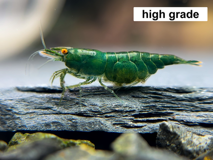 The Original OE Neocaridina Green Demon