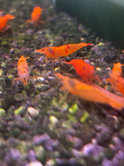 BUY IT NOW - Calico (Koi Sunburst) Neocaridina