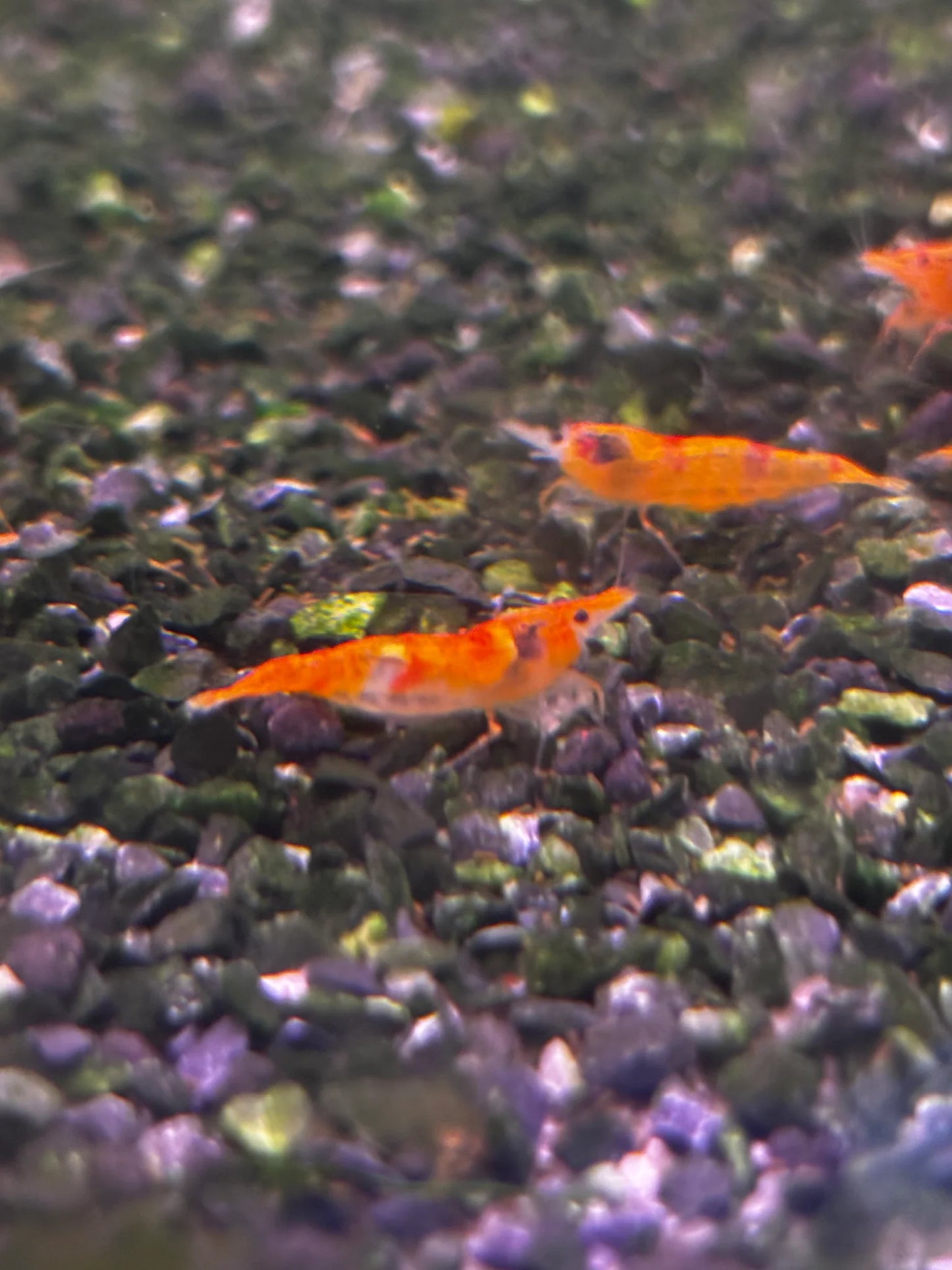 BUY IT NOW - Calico (Koi Sunburst) Neocaridina
