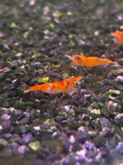 BUY IT NOW - Calico (Koi Sunburst) Neocaridina