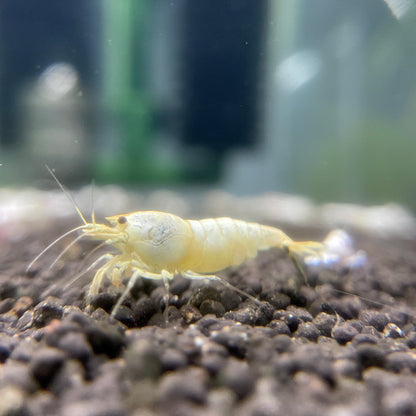 BUY IT NOW - Snow White Bee