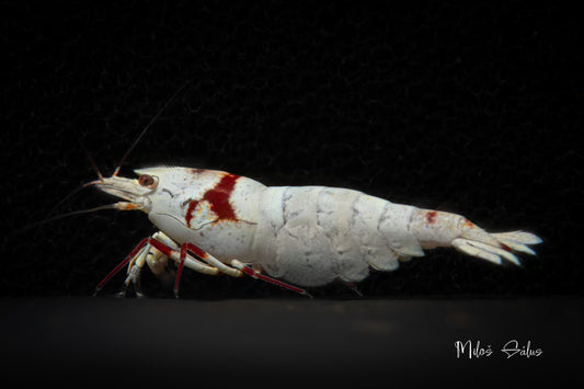 BUY IT NOW - K14 PRL (Pure Red Line) Smileys - Crystal Red Shrimp