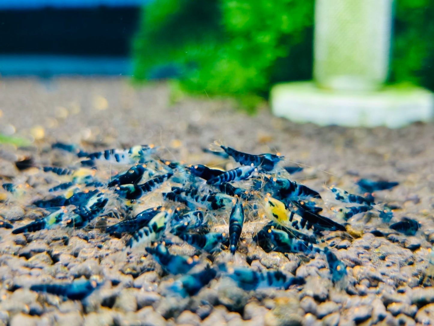 Presale - OE Blue Dragon Blood
