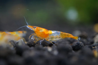 BUY IT NOW - Orange Rili Neocaridina