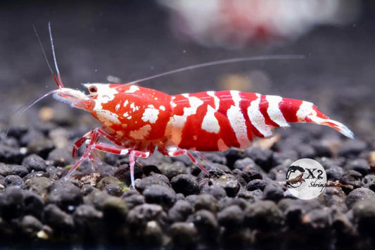 BUY IT NOW - Red Fancy Tiger