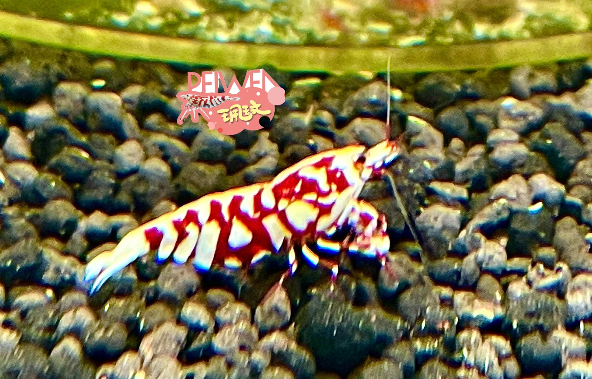 The Marketplace for Certified, Award Winning Shrimp – Rare Shrimp