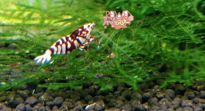 PRESALE - Red Fancy Tiger