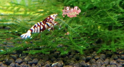 PRESALE - Red Fancy Tiger
