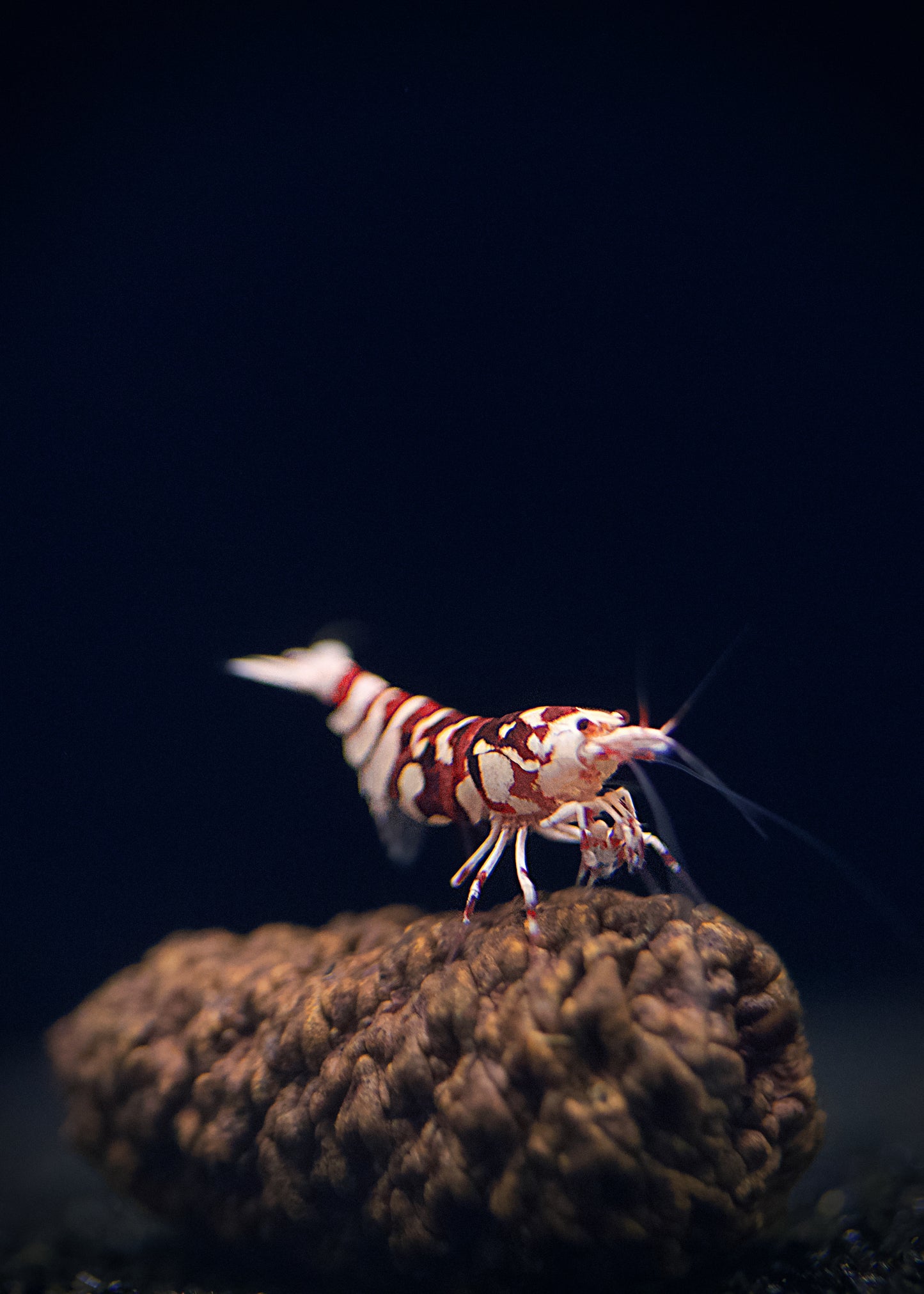PRESALE - Red Fancy Tiger