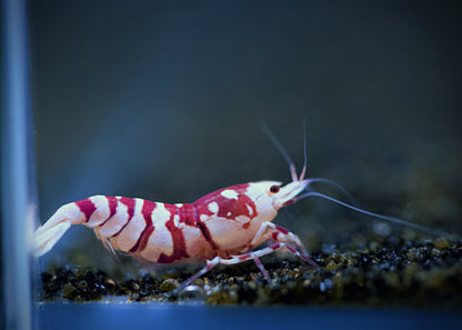 PRESALE - Red Fancy Tiger