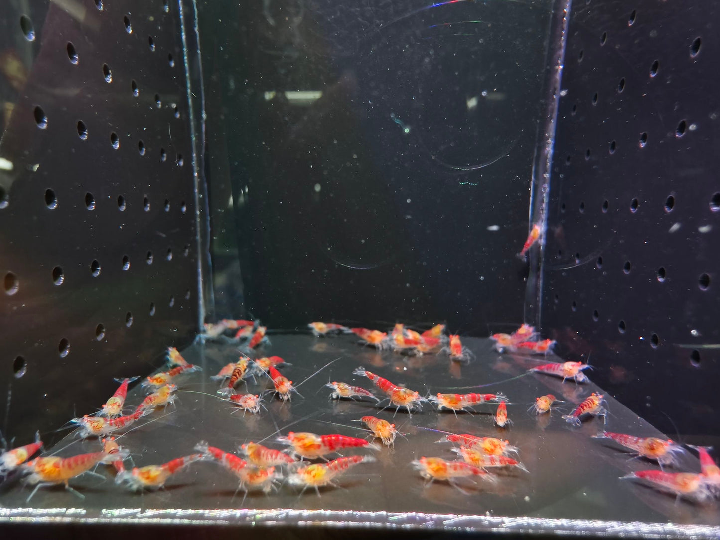 Presale - OE Red Dragon Blood
