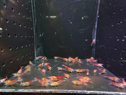Presale - OE Red Dragon Blood