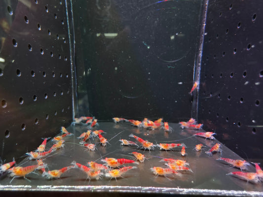 Presale - OE Red Dragon Blood