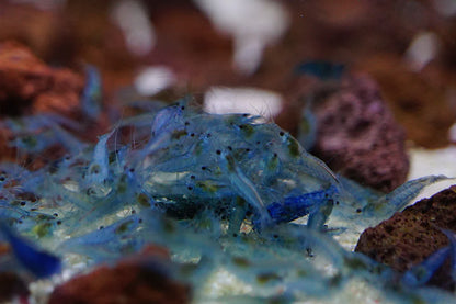 BUY IT NOW - Blue Velvet / Blue Jelly Neocaridina