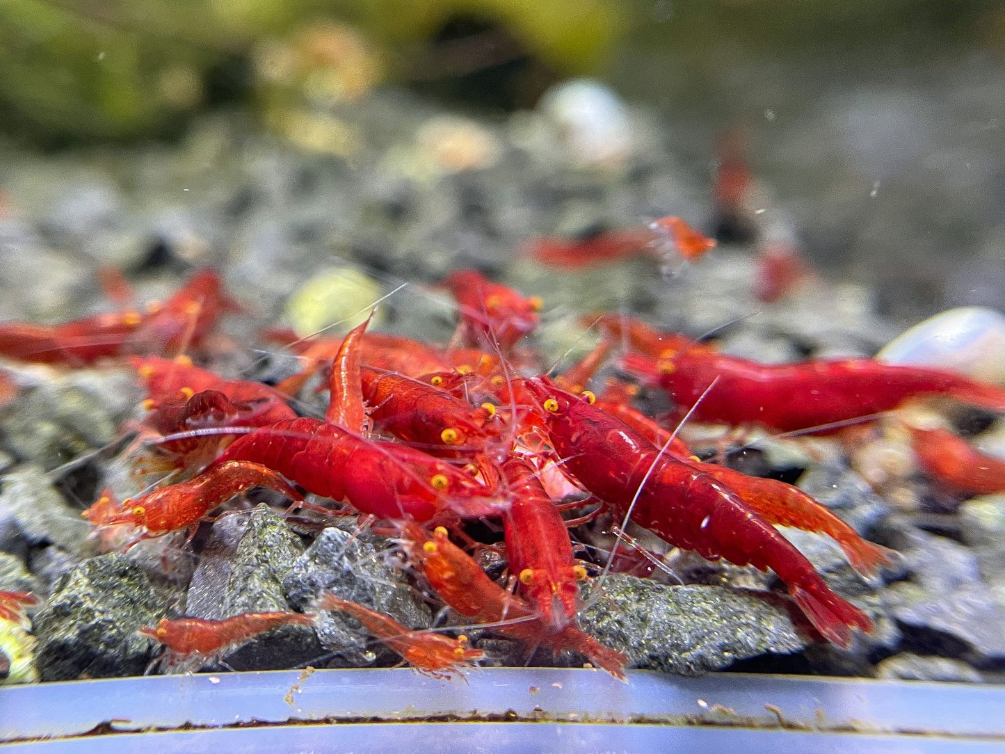 Presale - OE Red Demon Neocaridina