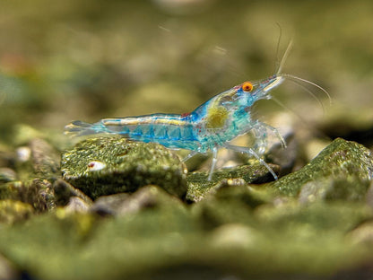 The Original OE Neocaridina Blue Jelly