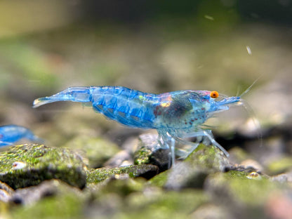 The Original OE Neocaridina Blue Jelly