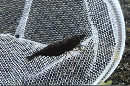 BUY IT NOW - Black Rose (Black Diamond) Neocaridina